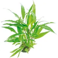 Dennerle Plants Aquariumpflanze Hygrophila Corymbosa Thailand