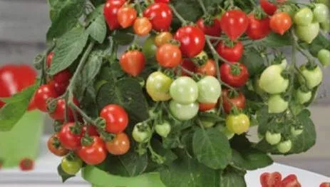 Stk - 3x Cherrytomaten, herzförmig, Heartbreaker Vita F1 - Tomaten Samen Gemüse KS549 - Seeds & Plants Shop by Ipsa