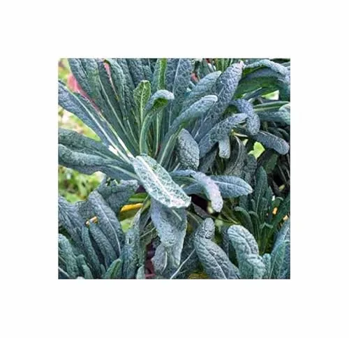 Stk - 35x Grünkohl Nero di Toscana (Black Tuscany) EKO Gemüse - Samen KS414 - Seeds & Plants Shop by Ipsa