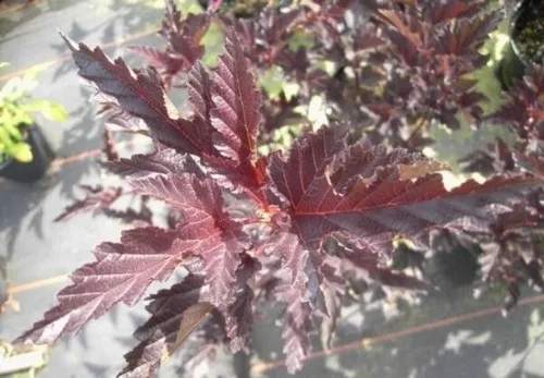 Blasenspiere Red Baron - Fasanenspiere - Physocarpus opulifolius - 60-100