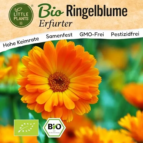 Little Plants BIO Ringelblume Samen 120 Ringelblumesamen Erfurter Calendula Blumensamen Samenfest für Blumengarten Blumen Samen für Balkon und Garten