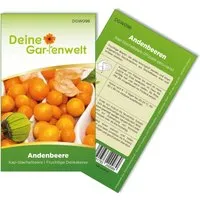 Deine Gartenwelt Andenbeere Kapstachelbeere Samen