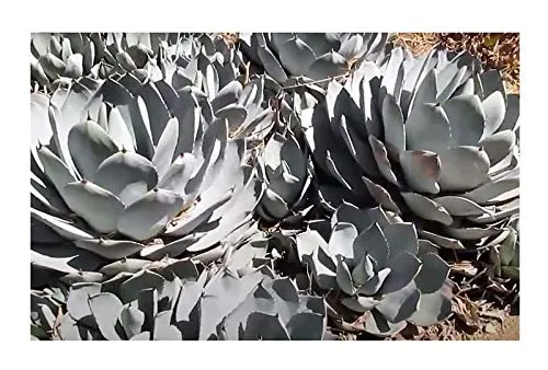 Stk - 10x Agave parryi subsp. parryi Winterhart Blätter blaugrün Samen B1890 - Seeds & Plants Shop by Ipsa