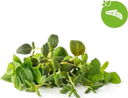 Click & Grow Pflanzkapsel - Italienische Kräutermischung 9er Pack - Pflanzenzubehör für frische Kräuter: Genieße mit der Italienischen Kräutermischung Basilikum, Oregano und Thymian in deinem Indoor-Garten – einfach mit Smart-Soil-Technologie!