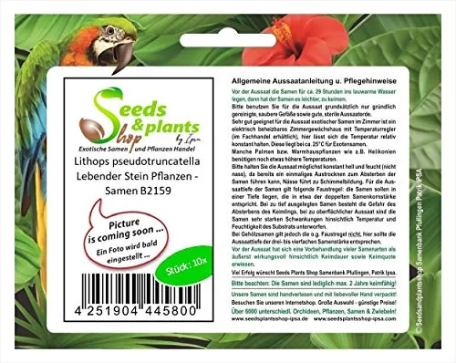 Stk - 10x Lithops pseudotruncatella Lebender Stein Pflanzen - Samen B2159 - Seeds & Plants Shop by Ipsa