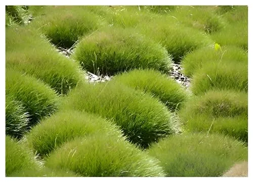 Bärenfellgras Festuca gautieri 'Pic Carlit' - Elegante Bodendecker - Gräsersamen & -pflanzen - Immergrün, pflegeleicht und winterhart, ideal für moderne Gartenkonzepte mit stilvoller Natürlichkeit.