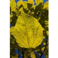 Catalpa Bignonioides Aurea - Gold-Trompetenbaum 80–100 cm - Ein beeindruckender Zierbaum mit leuchtend gelben Blättern, ideal für sonnige Lagen. Zieht mit seinen weißen Blüten und dekorativen Fruchtschoten alle Blicke auf sich und sorgt für schattenspendende Eleganz im Garten.
