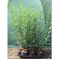 Ligustrum vulgare 'Atrovirens' 60-80 cm