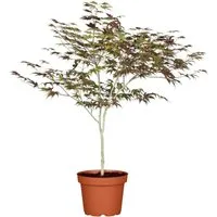 Acer palmatum 'Atropurpureum' - Japanischer Ahorn, rotlaubig, 60–80 cm - Blumen & Stauden – Der Japanische Ahorn begeistert mit tiefroten Blättern und ist winterhart bis -15 °C, ideal für Gärten und Terrassen.