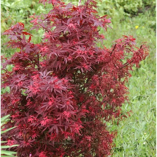 Zwergahorn Shaina 60-80cm - Acer palmatum - Sträucher: Roter Zwergahorn mit faszinierender Blattfärbung von hellrot bis kastanienrot, ideal für Kübel oder als Solitärpflanze, pflegeleicht und winterhart im Beet.