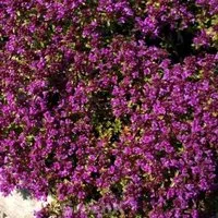 Teppich Thymian Red Carpet - Thymus praecox