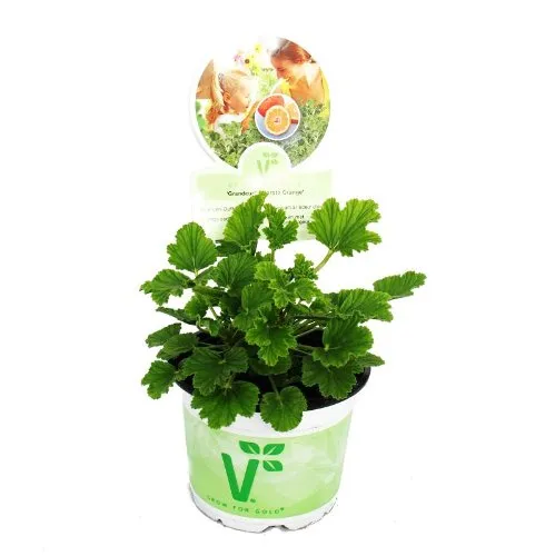 Duftgeranie "Orange" - Pelargonia odorata Hybr.