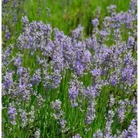 Lavendel Phenomenal - großer Topf - Stauden mit üppiger Blüte, robust und pflegeleicht, ideal als Nahrungsquelle für Bienen und Hummeln.