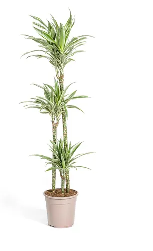 Drachenbaum Dracaena deremensis White Stripe - 130-150cm - Stilvolle Drachenlilie mit eleganten, weißgestreiften Blättern. Ideal für moderne Wohn- und Arbeitsräume. Pflegeleicht und perfekt für ein angenehmes Raumklima.