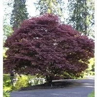Roter Fächerahorn 30-40cm - Acer palmatum Atropurpureum