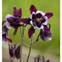 Akelei William Guiness - Aquilegia vulgaris