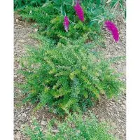 Berberis Frikartii Amstelveen Berberitze Immergrün 25–30 cm