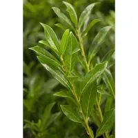 Prunus laurocerasus 'Caucasica' - Winterharter Kirschlorbeer mit weißen Blüten - Immergrüner Kirschlorbeer, ideal als pflegeleichte Hecke für Sichtschutz. Winterhart bis -20 °C und glänzende Blätter sorgen ganzjährig für Eleganz im Garten.