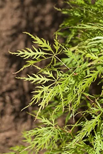 Acer palmatum 'Dissectum Viridis' 30-40 cm, Grüner Schlitzahorn, filigranes Laub, ideal für Kübel und kleine Gärten, pflegeleicht, herbstfärbend