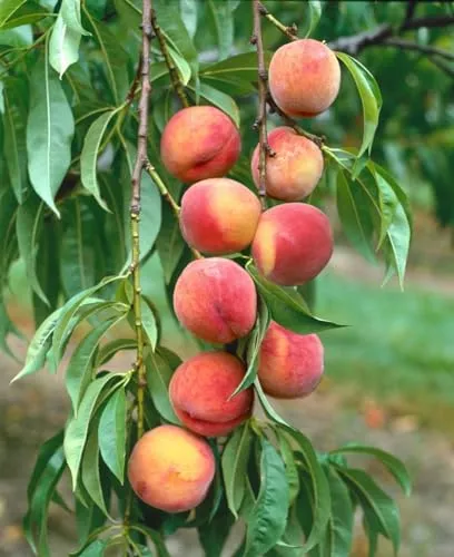 Prunus persica 'Amsden' 150-200 cm - Pfirsichbaum, weiße Blüten, Blütezeit April, saftige Früchte, ideal für Obstgärten, winterhart und pflegeleicht