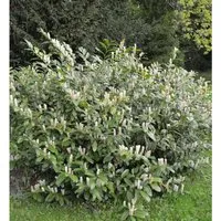 Zwerglorbeerkirsche Piri 30-40cm - Prunus,aurocerasus