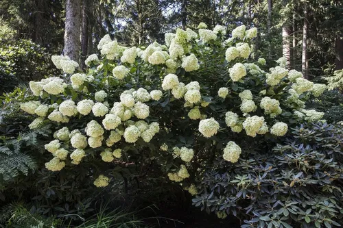 Rispenhortensie 'Phantom' - Hydrangea paniculata, 1 St. - Ziergehölze mit beeindruckenden, kegelförmigen Blütenrispen in cremeweiß, die sich in zartes Rosa verwandeln. Pflegeleicht und bienenfreundlich, ideal für romantische Gartenakzente.