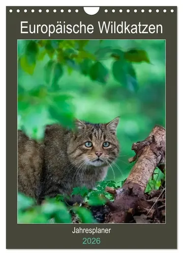 Janita Webeler | Europäische Wildkatzen - Jahresplaner (Wandkalender 2026 DIN...