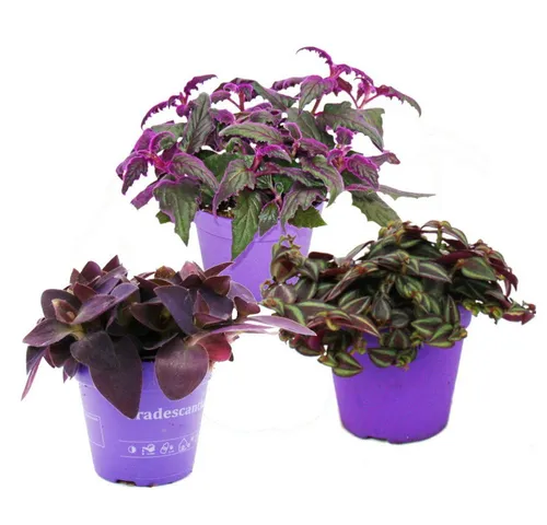 Exotenherz Zimmerpflanzen-Trio mit lila Blättern - Set aus 3 einzigartigen Pflanzen mit auffälligen lila Blättern, ideal für eine stilvolle Raumgestaltung. Perfekt für Pflanzenliebhaber und zur Verschönerung Ihres Zuhauses.