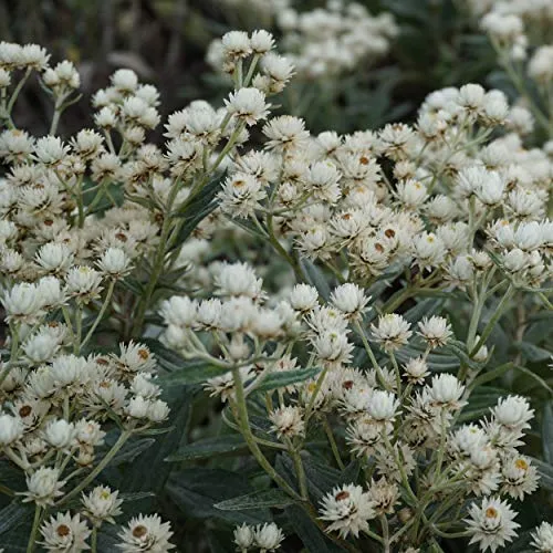 Blumixx Stauden Anaphalis triplinervis 'Sommerschnee' – Garten-Perlkörbchen, weiß blühend, winterharte Staude, pflegeleicht, für Beet