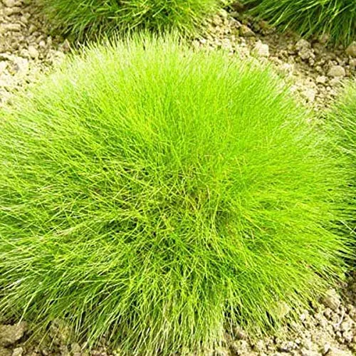 6er-Pack Kuscheliges Bärenfell - Festuca Gautieri: Natürlich weich im 9x9cm Topf.