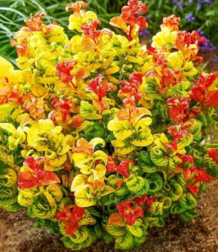 BALDUR Garten Traubenheide Curly Gold®, 1 Pflanze, attraktive Blattfärbung, winterhart, pflegeleicht, blühend, Leucothoe axillaris, außergewöhnliches Farbspiel