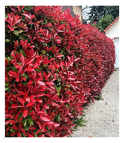 Immergrüne Photinia-Hecke 'Red Robin', 5 Pflanzen - Winterharte Glanzmispel, ideal für Balkon und Garten. Mit rötlichem Austrieb im Frühling und glänzendem Blattwerk sorgt sie für das ganze Jahr über einen Blickfang!