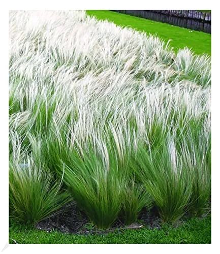 BALDUR Garten Mädchenhaargras Federgras, 3 Pflanzen - Winterhartes Engelshaargras, ideal für sonnige Gärten. Trockenresistent, mehrjährig und blühend von Juli bis September – perfektes Ziergras für pflegeleichte Gärten.