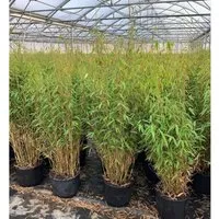 Fargesia murieliae 'Jumbo' - Winterharter Gartenbambus - Immergrüner Sichtschutz mit dichtem Laub, ideal für Hecken und Kübel. Pflegeleicht und schnittverträglich, perfekt für Anfänger. Winterhart bis -20 °C, ideal für kalte Klimazonen.
