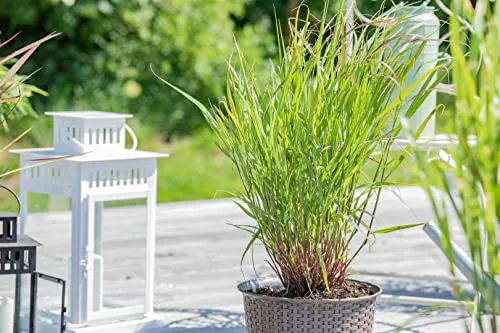 Panicum virgatum 'Rehbraun' 9x9 cm Topf – Winterhart, Mehrjährig, Pflegeleicht – Rutenhirse – Ziergras für Beet & Rabatte