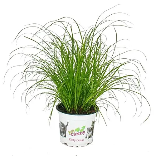 Katzengras - Cyperus alternifolius - 3 Pflanzen - zur Verdauungsunterstützung von Katzen