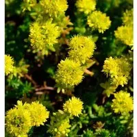 Felsen Fetthenne Tripmadam Felsen Mauerpfeffer - Sedum reflexum