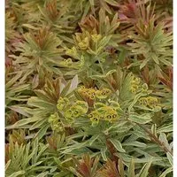 Busch Wolfsmilch Ascot Rainbow - Euphorbia martinii