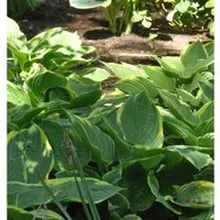 Goldrandfunkie - Hosta fortunei