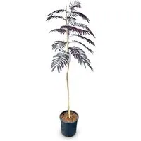 Sunny-Tree Schlafbaum Albizia Julibrissin Summer Chocolate 150 cm Winterharter Baum mit Rosa Blüte Seidenakazie