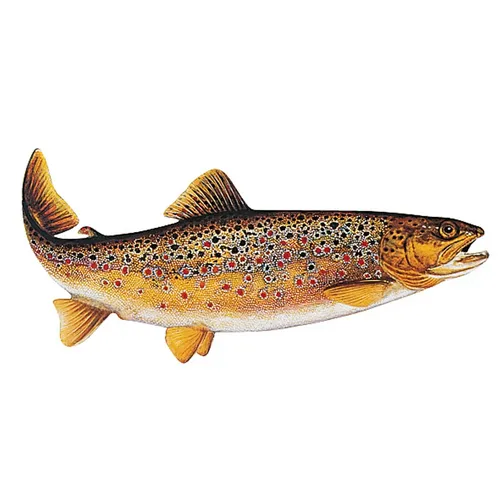Jenzi Fisch Aufkleber ca.15cm Bachforelle