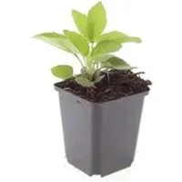 Exotenherz Zierstaude Sonnenhut Rudbeckia Fulgida Goldsturm 9cm Topf Set mit 12 Pflanzen