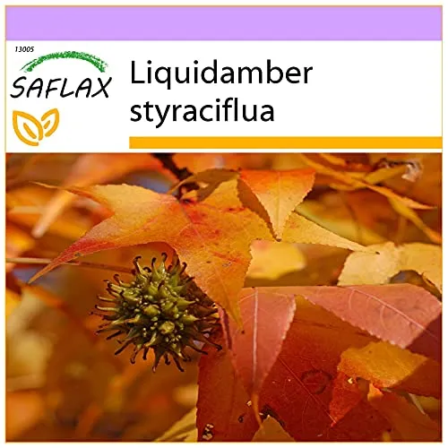 SAFLAX - Amerikanischer Amberbaum - 100 Samen - Liquidamber styraciflua
