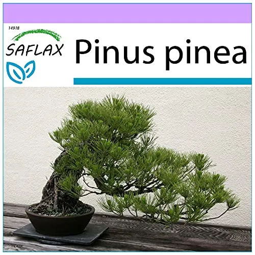 SAFLAX - Bonsai - Mittelmeer-Pinie - 6 Samen - Pinus pinea