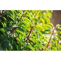 Portugiesischer Kirschlorbeer Prunus lusitanica - Sonstige Handwerkzeuge, ideal für halbschattige, windgeschützte Standorte mit weißen Blüten von Mai bis Juni.