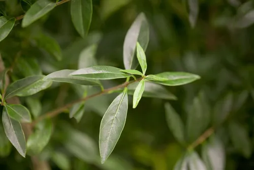 Pflanzen für Dich Gehölze Ligustrum vulgare – Gewöhnlicher Liguster, 1 St. - Der Gewöhnliche Liguster ist ein vielseitiger Zierstrauch mit schönem, dichtem Laub und duftenden Blüten. Ideal für formstabile Hecken und pflegeleichte Gartenräume, robust und anpassungsfähig.