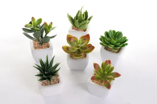 bonprix Kunstpflanzen in Sukkulenten-Design (6-tlg.Set) 90584095