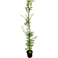 Carpinus betulus 175-200 cm – Hainbuche - Vielseitige Hainbuche, ideal als Sichtschutzhecke oder Solitär. Ihre dichten Blätter bieten Struktur und Eleganz in jedem Garten. Pflegeleicht, anpassungsfähig und robust.