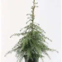 Himalaya Zeder 100-125cm - Cedrus deodara - Sträucher: Eindrucksvolle Wuchshöhe von bis zu 35 Metern, ideal für große Gärten und Parkanlagen.