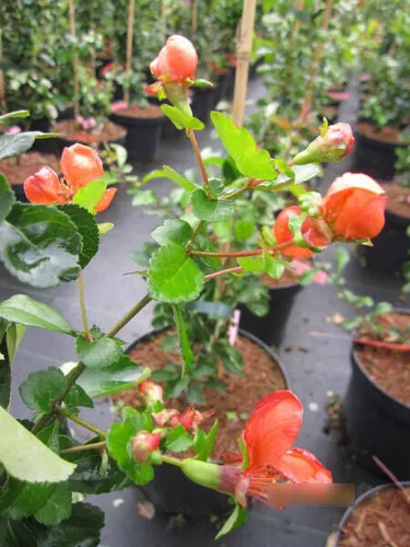 Chaenomeles japonica Cido Red - Zierquitte Cido Red - 40-60cm